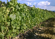 Plantio de Uva - Toscana - Tour para Itália - Europa