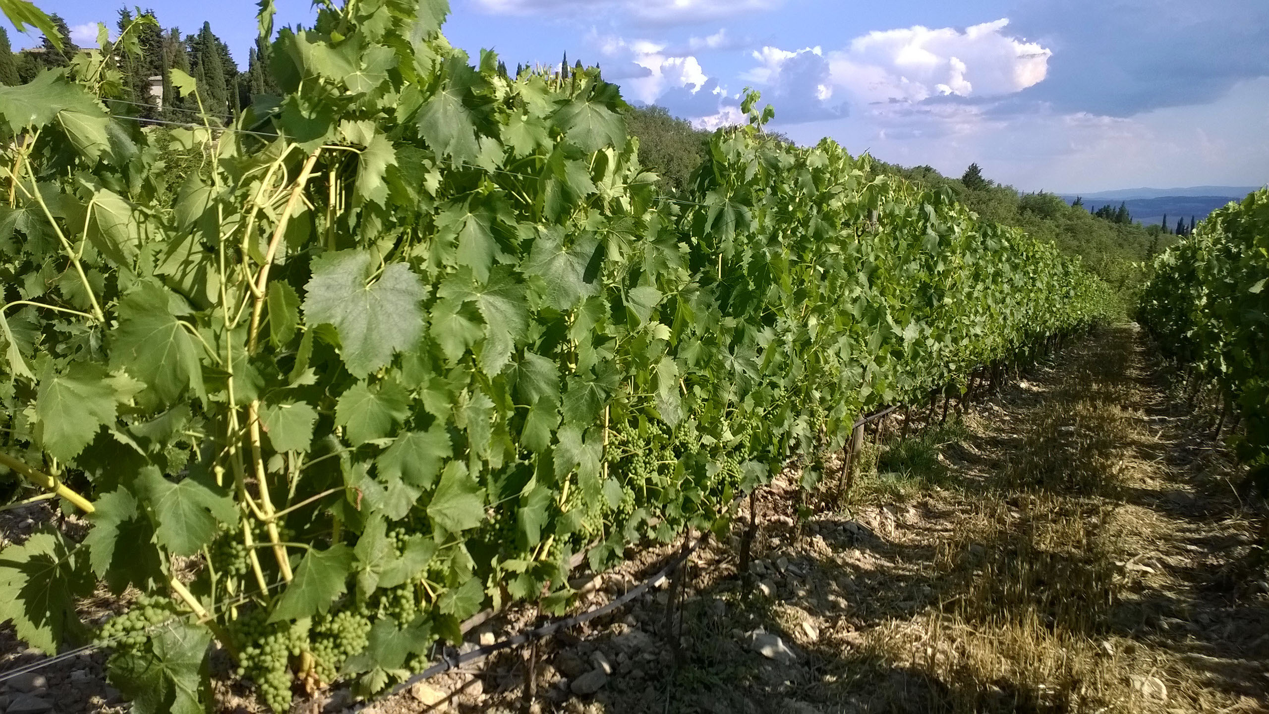 Plantio de Uva - Toscana - Tour para Itália - Europa