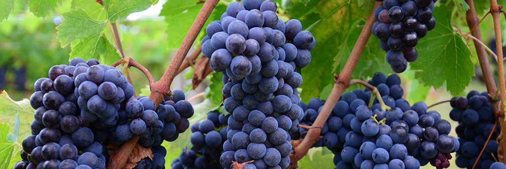 Uvas -&nbsp; Toscana - Tour para Itália - Europa - Vinhos