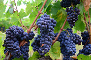 Uvas -&nbsp; Toscana - Tour para Itália - Europa - Vinhos